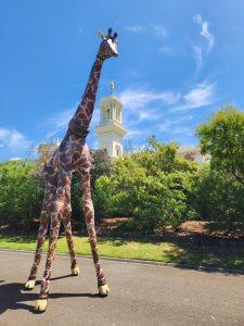 Gemma Giraffe